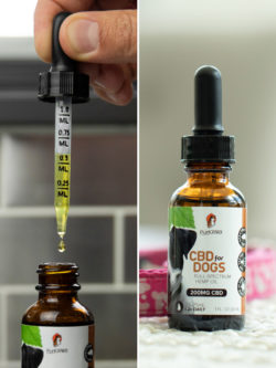cbd for pets